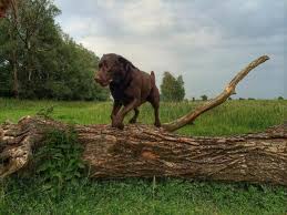 L'animal peut être atteint par une simple morsure à l'occasion d'une promenade. Maladie De Lyme Chez Le Chien Symptomes Et Traitement