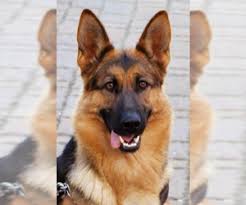 When considering red german shepherd puppies look at the entire group. German Shepherd Dog Breed Information And Pictures On Puppyfinder Com