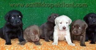 Labrador Yavru Fiyatlari 05412625853 Labrador Yavrulari Labrador Retriever Labrador Retrievers