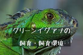 Check spelling or type a new query. ã‚°ãƒªãƒ¼ãƒ³ã‚¤ã‚°ã‚¢ãƒŠã®ã‚ã‹ã‚Šã‚„ã™ã„é£¼ã„æ–¹ çŸ³åž£å³¶ã«å¸°åŒ– çˆ¬è™«é¡žå…¥é–€ç¨® 51base