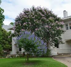 Lawn and garden garden beds sleepers garden railway sleepers garden leave porch garden small backyard landscaping inexpensive a.m. Bashans Party Pink Has Just Been Selected As A Texas A M Superstar Plant It Has Light Pinkish Lavender Flowers Vitex Tree Crape Myrtle Vitex Tree Landscaping