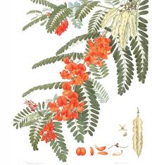 Image result for Sesbania punicea