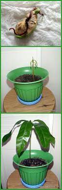 Grow A Mango Plant Remove The Seed From The Pit Wrap In Damp Paper Towels And Put In An Airtight Container Fo Fruit Plants When To Plant Seeds Growing Plants