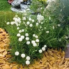 Image result for Achyrospermum ciliatum