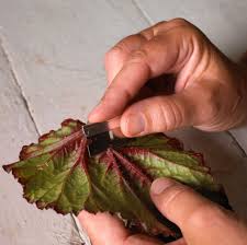 Image result for Begonia nyassensis