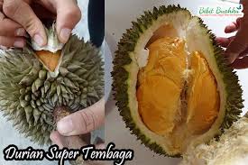 Durian mana yang dah pernah rasa? Asli 100 Bibit Durian Super Tembaga Bibit Buahku