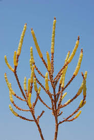 Image result for Sarcocornia perennis