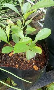 Banyak testimoni limau kasturi dari pelanggan yang merasakan manfaatnya. Teknik Tanam Pokok Limau Kasturi Hanya Cucuk Ranting Dalam Tanah