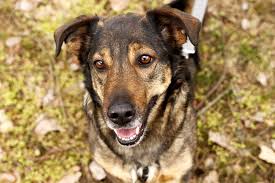 Der beagle dackel mix ist eine kreuzung aus zwei sehr aktiven und intelligenten rassen, dem beagle und dem dackel. Vermittlungstier Tierschutzliga Stiftung