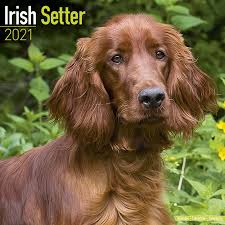 To be invoiced annually before checkup. Irish Setter Wandkalender Bei Europosters