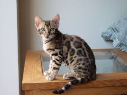 Pet bengal kittens are show stoppers, have a clearly distinguished m marking on their forehead, and are extremely intelligent, loyal, curious, social and affectionate! Looking For The Best Bengal Kittens For Sale In Fl Pure Love Cattery