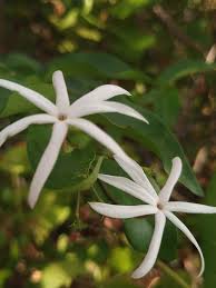Image result for Jasminum streptopus