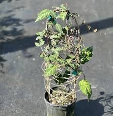 Image result for Sherbournia bignoniiflora