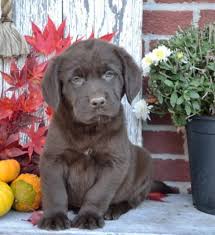 Click here to learn more about our labradoodle puppies and service dogs for sale in indiana. Labrador Retriever Puppies Craigslist Dogs Breeds And Everything About Our Best Friends