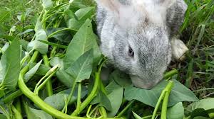 My Rabbits Eating Water Spinach Part Of My Steemit Post Youtube
