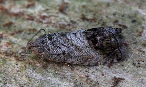 Image result for Cydia splendana