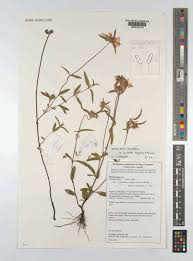 Image result for Antherotoma