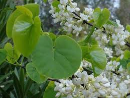 Identifying flowering plants is useful. Id My Bonsai Tree Identification Guide Bonsai Empire