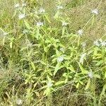 Image result for Leucas princei