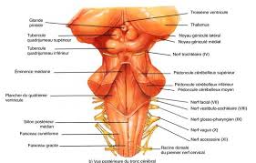 Le Bulbe Rachidien Nerfs Craniens Anatomie Du Corps Humain Anatomie Du Corps Anatomie Physiologie