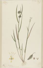 Image result for Fuirena ciliaris