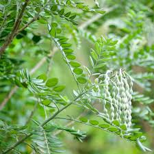 Image result for Sophora inhambanensis