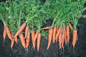 Namun, tahukan anda cara wortel berkembang biak atau. Cara Berkembang Biak Wortel Jenis Net