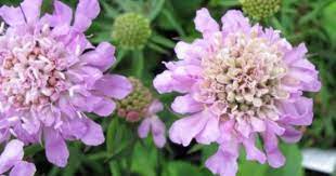Pincushion Flower Pink Diamonds Scabiosa Japonica Var Alpina Pink Diamond Perennials Bloom
