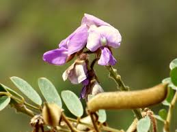 Image result for Tephrosia vogelii