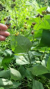 Image result for Wissadula