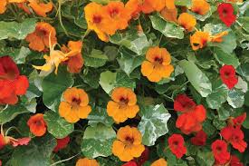 Schnellwachsende Kletterpflanzen Kletterpflanzen Ratgeber Garten Schluter