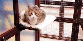 Most pet owners (especially cat owners) have left their pets behind for a long weekend—but an automatic feeder is no substitute for a loving human. Covid 19 Advice For Boarding Catteries During The Coronavirus Crisis International Cat Care