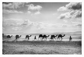 The arab looked at the camel and asked what did the camel want. Striking Photos Of Bedouins By The American Colony The Photo Argus