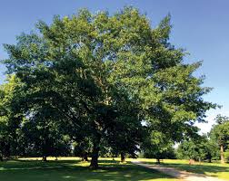 Image result for Fern Green 1994 Reliant