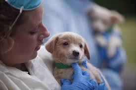 Find a great selection of pet gifts at elite home supplies. Attorney General Sues 2 Arkadelphia Men In Online Puppy Sale Scam