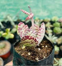 Image result for Kalanchoe humilis