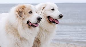 Check spelling or type a new query. German Shepherd Great Pyrenees Mix Shepnees Breed Info