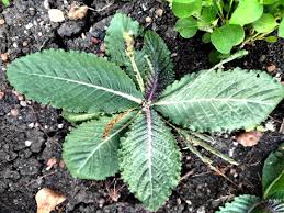 Image result for Elytraria