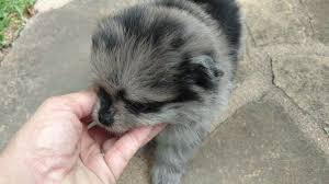 We did not find results for: Female Blue Merle Pomeranian Puppy Sold Youtube