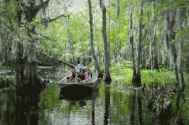Honey Island Swamp Slidell La Cajun Encounters I Get To Work Here Swamp Tours Top Places To Travel New Orleans Swamp Tour