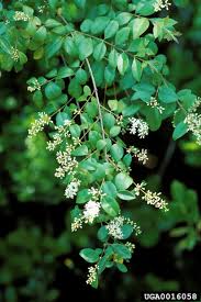 Image result for Ligustrum sinense