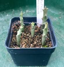 Image result for Ceropegia cimiciodora