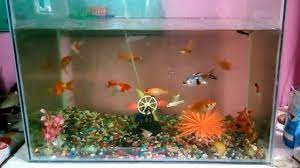 how to make an aquarium at home fish aquarium home bangladesh aquarium fish aquarium amazing aquariums