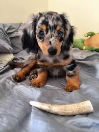 Why buy a dachshund puppy for sale if you can adopt and save a life? Dapple Miniature Dachshund Puppies Petsidi