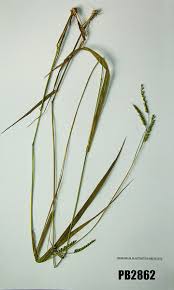 Image result for Urochloa brizantha