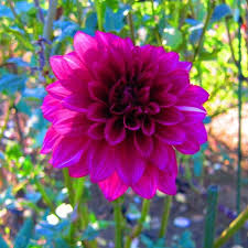 Japan Travel Planet On Instagram Dahlia Flower Is Really Beautiful At Showa Kinen Park Autumn Japan Travel Garden Fl Dahlia Flower Dahlia Japan Travel