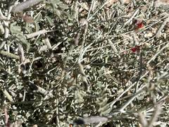 Image result for Indigofera adenoides