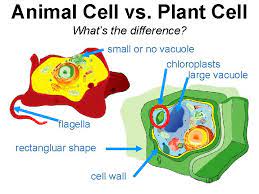 Cilia and flagella are external structures in cells, which contribute mainly to the locomotion of cells. Plant And Animal Cells Grade 4 Unit 3