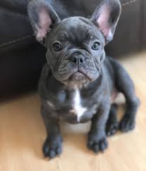 Cute akc french bulldog male brindle. French Bulldog Puppies For Sale Colorado Springs Co 280490