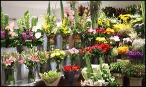 Wählen sie ihre nächste destination ! Fresh Stems